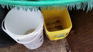 Download Lagu GBear's Off Grid Ways-A Homestead in the Desert, Jan. 17, 2019, part1 Thumbnail