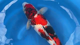 video van Showa 2410001