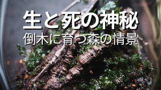 生と死の神秘倒木に育つ森の情景