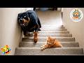 Try Not To Laugh Ultimate Funny Cats And Dogs 2026 19