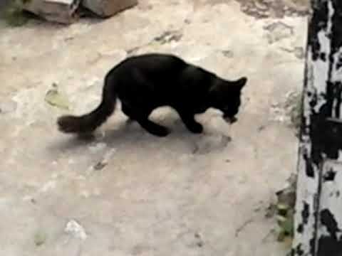 ATAQUE DE NEGUINHO AO RATO CATITA