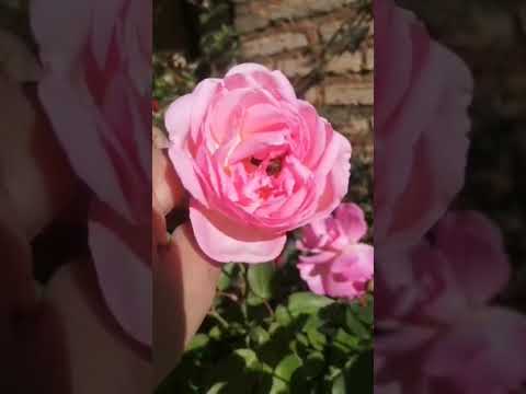 abejitas😍🐝🐝🐝🌸 #rosas #abejitachiquitita #abejita #cordillera #emboscada #love