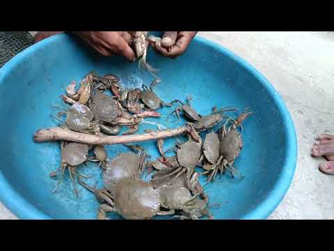 Catch and cook Mud Crab using Giant Pod - Coconut Stream Big Crab