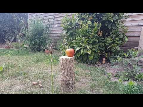 .177 vs .22 JSB Exact pellets