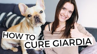How to treat a puppy with Giardia?