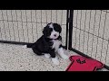 Mini Sheepadoodle dogs for sale: Tuxie - Video 1