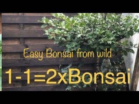 Ilex Aquifolium/Esay Bonsai/Europäische Stechpalme/Bonsai oder Kleinholz 2023-06