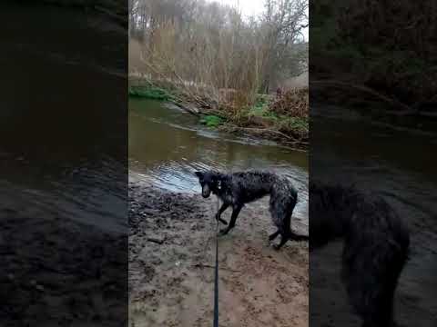 Batson's Happy Dogs video.