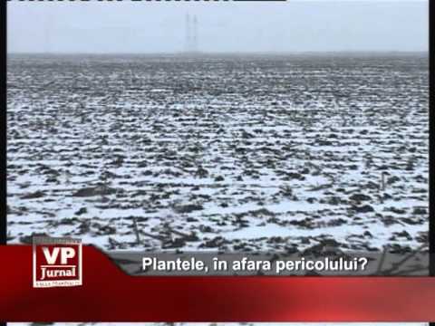 Plantele, în afara pericolului?