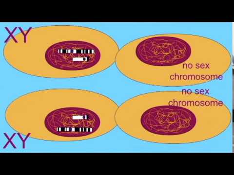 NONDISJUNCTION OF SEX CHROMOSOMES IN SPERMATOGENESIS