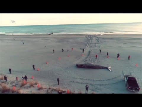 NJ & Offshore Wind Energy Impact Upon Marine Wildlife