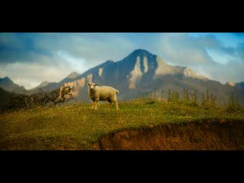 Coco de la Slatina - Urcă oile la munte