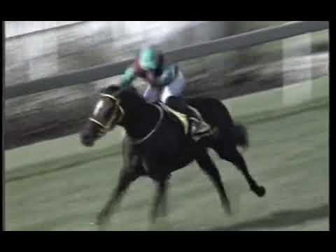 Super Quality SA DERBY