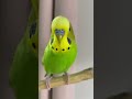 Hyper budgie! 😆 Cute budgie sounds 💚💛 #budgies #parakeet #budgielife #budgiesounds #shorts