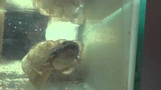 The Last Tadpole Video - Never Before Seen Footage