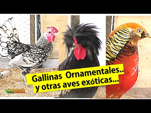 , title : 'GALLINAS ORNAMENTALES Y OTRAS AVES EXOTICAS'