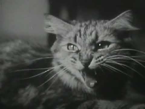 Silent Movie: The Private Life of a Cat (ca. 1945)
