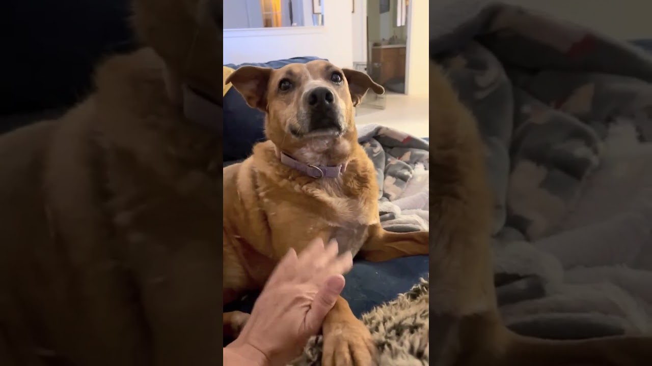 Enlarge Peach, a Adoptable mixed breed in Denver , CO video 2/6