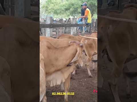 feira do Gado em canafístula de Frei Damião palmeira dos índios Alagoas