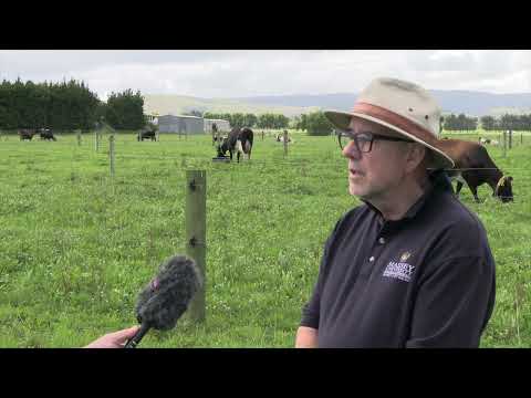 Research shows plantain can significantly reduce nitrogen leaching on farms - Massey University  