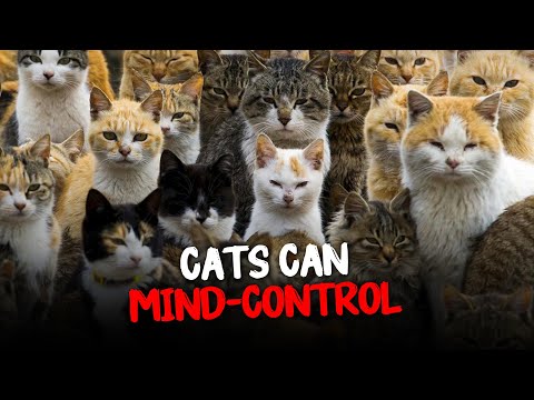 Toxoplasmosis Parasite: How Can Cat Control Our Brain Function | Prometheus Network