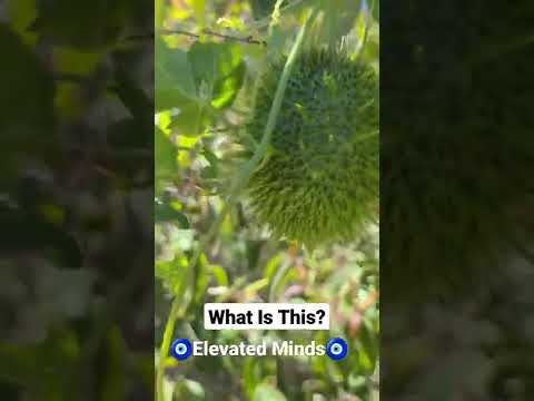 Can Somebody Tell Me What This Is? 😭🤣 #please