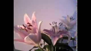 Nicolette Larson  " Let Me Go Love "   By Tiffany 141065