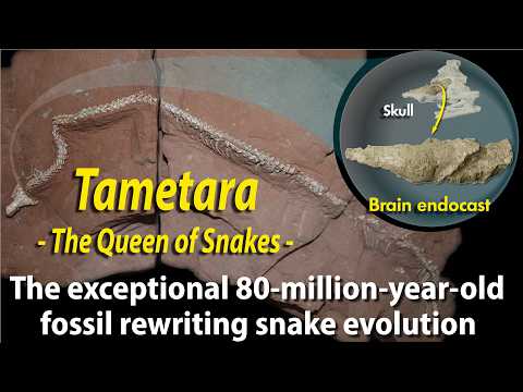 The Queen of Snakes: Tametara and the Dawn of Snake Evolution
