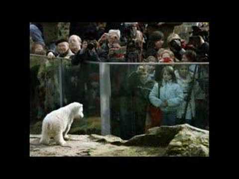 Knut - Hier kommt Knut