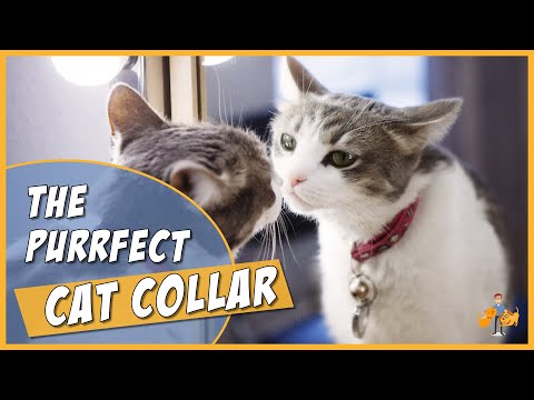 YouTube video about: What size collar for my cat?