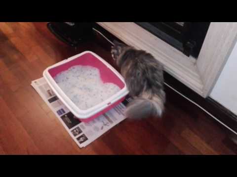 Iza the Norwegian Forest Cat goes to her bathroom