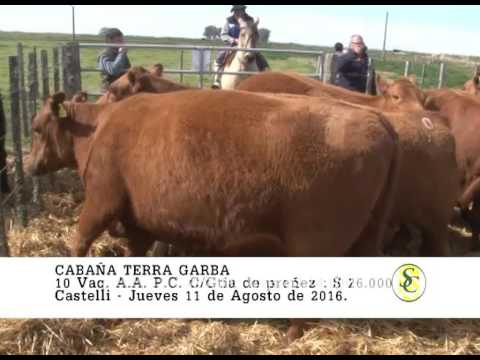 11-08-16 Venta de Vacas y Vaquillonas A.A. P.C. Preñadas y Con Crìa - Cabaña Terra Garba - Castelli.