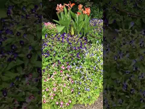 家の前の花壇 ツツジ ミモザ 開花低木 ツゲの常緑草