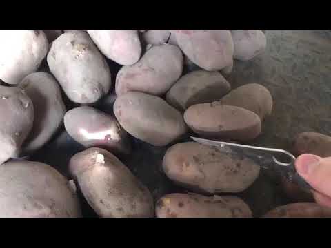 Ред скарлетт 7+ 