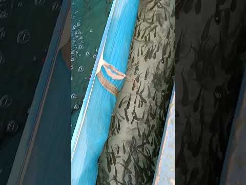 je kono mach nite jogajog korun jalpesh farmers producer company limited