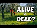 How to know if a tree is dead in 38 seconds