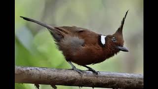 Download lagu Cililin Gacor Panjang Untuk Masteran Murai Batu dan Cucak Ijo mp3