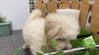 ハーフ犬の動画01