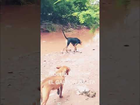 OLVIDADOS EL GALPÓN #salta