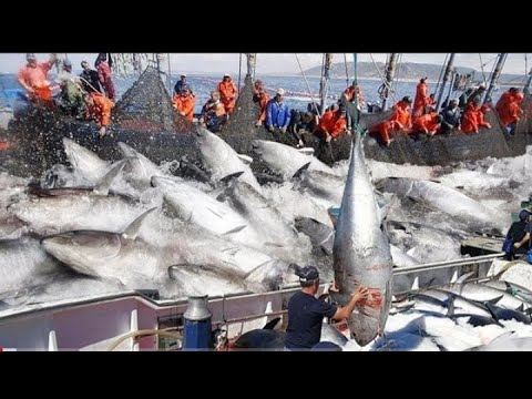 Amazing Automatic Longline Fishing Net Catch Giant Fish - big catching on the | sea fishing tec |