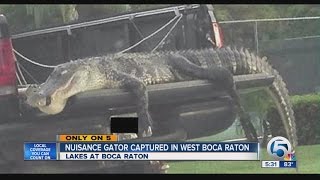 Nuisance gator captured in West Boca Raton