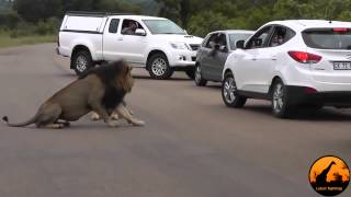 León muestra a los turistas por que debe permanecer en el interior de su coche