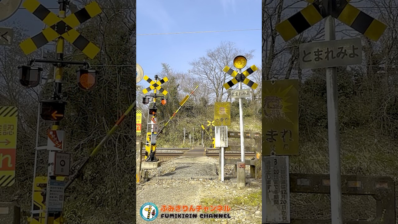 【踏切 電車】なにが通るかな？？？【ふみきりショート動画255】  #shorts