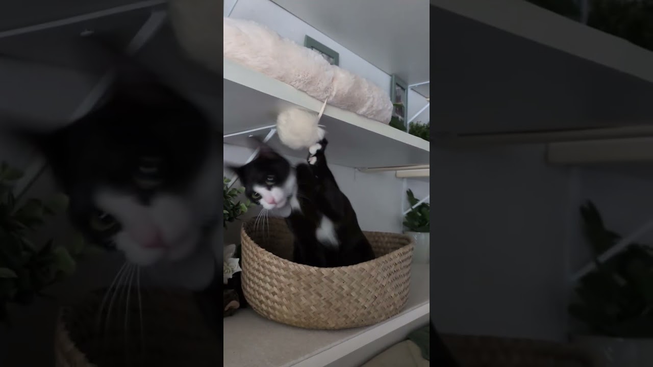 Enlarge Blake, a Adoptable Domestic Short Hair in Renton , WA video 6/6