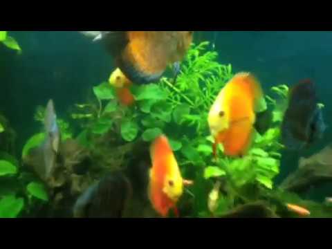 Discus fish tank ca dia fresh tropical water