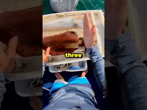 Squid Changes Color Instantly 😱