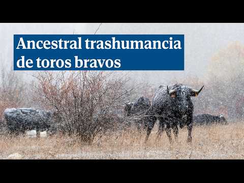 Esta ganadería mantiene viva la tradición de la trashumancia | Ancha es Castilla-La Mancha
