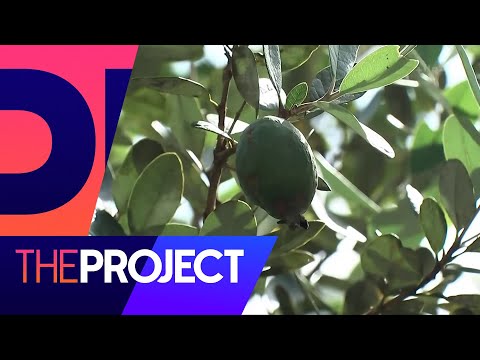 How to get creative with all those feijoas | The Project NZ