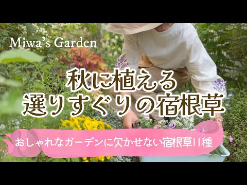 園芸 ニューイングランド フォール アスター