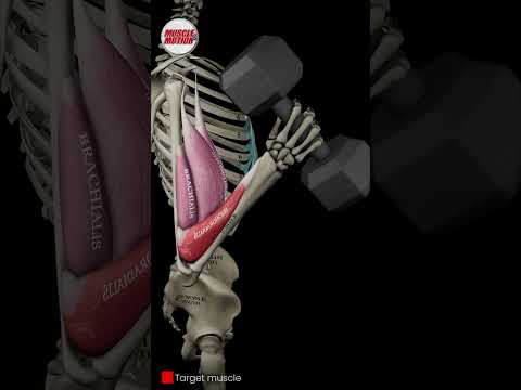 Supinated, Mid, and Pronated Curls 💪